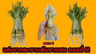 แต่งรากตะขาบต้นชวนชม ตอนที่ 2