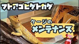 【フトアゴヒゲトカゲ】飼育環境のメンテナンス