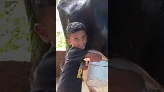 ഒരു കുഞ്ഞി കറവക്കാരാനെ🐄🐄 പരിചയപ്പെട്ടാലോ 🥰🥰/baby boy milking by hand🐄/cow milking/vpm family vlogs🥰🥰