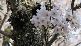 🌸Sakura🌸 ✨日本三景⛩️ 安芸の宮島の桜❇️✨🌞🌸 春の凪いだ瀬戸内海 🐚 Nature in Miyajima island /Cherry blossoms in full bloom