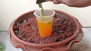 How to grow Mulberry tree,  using a aloe Vera || BD Agro Tips