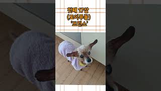 우리집 막둥이들 17살 강아지(프린스와렉스)와 9살고양이(복이)소개합니다 #shorts