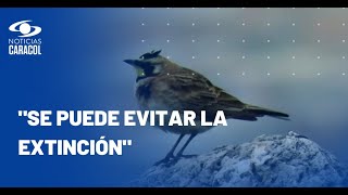 Aves en Bogotá, en peligro de extinción por daños ambientales: "El panorama es bastante dramático"