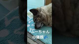 たくさん遊んでたくさん寝る犬のムーちゃん