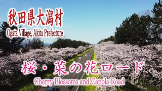 【秋田県大潟村 桜・菜の花ロード】秋田の桜とドローンと私【DJI mini2】