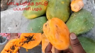 பாட்டியுடன் சேர்ந்து நாட்டு பப்பாளி பழம் பறிக்கலாம்..Healthy Papaya😋