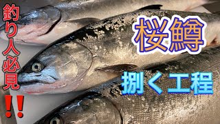 桜鱒（サクラマス）の捌き方‼️〜How to handle Salmon.#桜鱒　#サクラマス　#捌き方