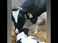 زایمان گاو cow birth