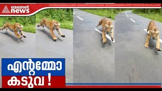 Tiger chases bike riders in Wayanad