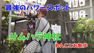 【パワースポット】サムハラ神社【わんことお散歩】