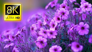 The Most Beautiful Flowers Collection 8K ULTRA HD / 8K TV