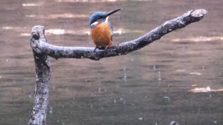 かわせみのダイビング　Kingfisher