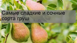 Самые сладкие и сочные сорта груш