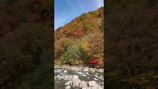 葛根田川渓谷の紅葉―2   2019-10-24