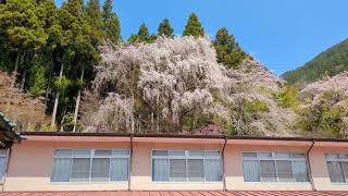 20240331山梨県身延町　身延山久遠寺　本行坊　本地院に咲いている桜⑨#山梨県身延町#身延山久遠寺#本地院#本行坊