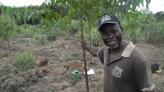 Okulima emiti(Kalittunsi)