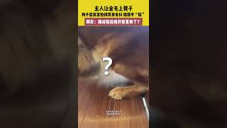 社会百态 | 主人让金毛上凳子，狗子恐高害怕得浑身发抖 摇摆不“腚”，网友：谁给拖拉机开屋里来了？