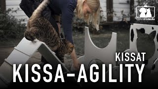 KISSAT: Agility on loistava virike kissalle!