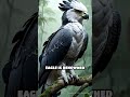 Harpy Eagle vs. Golden Eagle Showdown