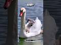 This Swan can make your day 😍♥️ #animalstories #animals #shorts #pets