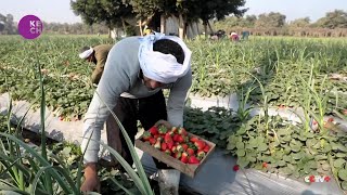 Egypt aims to boost strawberry output by 20% in 2023