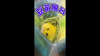 【セキセイインコ】水浴び大好き！豆苗風呂