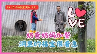 2024.10.08🍎福宝实时（5）🍎福宝下午4点加餐🍎奶爸奶妈打扫，福宝在洞里好着急🍎#푸바오 #panda #fubao #福宝  #大熊猫福宝#푸바오중국 #푸바오근황