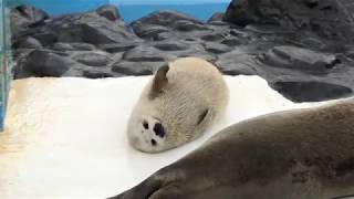 2018/おたる水族館 ゴマフアザラシの赤ちゃん