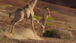 DESERT LIONS HUNTING A GIRAFFE