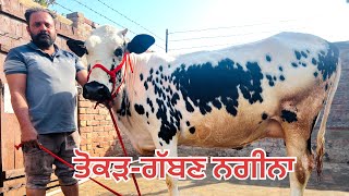 1 ਤੋਕੜ-ਗੱਬਣ-1 ਗੱਬਣ-1 ਤਾਜੀ ਸੂਈ ਗਾ ਵਿਕਾਉ-3 cow for sale (22-2-2025)