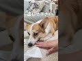 長女の靴下が狙われた　 コーギー corgi コーギー多頭飼い