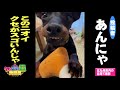 【公式】＜10月14日（木）放送＞クセがスゴい写真or動画｜テレビ西日本