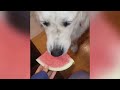[60 MIN] Cutest Pet Videos!  Best of the WEEK September 2018