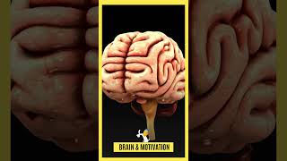 🔴Part Of The BRAIN Involved in Your MOTIVATION |Brain REWARD SYSTEM #shorts #viral #viralvideo