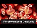 This One Bacteria Is Linked To Countless Diseases! Porphyromonas Gingivalis