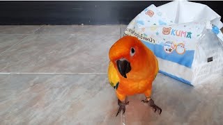 นกแก้วเต้น..โยกๆๆ โยกเข้าไปให้มันหลุดโลก #นกแก้วซันคอนัวร์ ( Sun Conure )