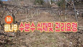 배나무 수분수 가 있어야 하는이유  가지치기 중요재배방법  pear tree pruning