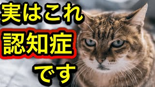 10 behaviors that only cats with dementia show! You can clearly see it by looking at the gesture!