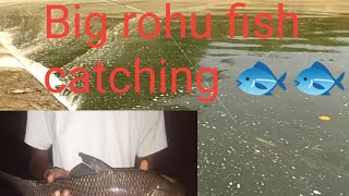 big rohu fish catching 🐟పెద్ద రవ్వు చేప 🐟🐟🐟🐟