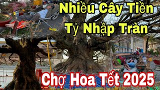 Nhiều Cây Mai Tiền Tỷ Nhập Tràng TP Long Xuyên Nhiều Người Nằm Ngủ