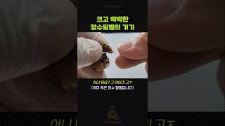 장수말벌 독낭을 짜 보았다