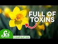 Poisonous Plants, Venomous Animals & Toxic Organisms | A Deadly Compilation