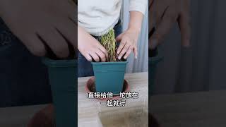 秋天就吃“长生菜”，埋土里嗖嗖长，15天割一茬，味道鲜美