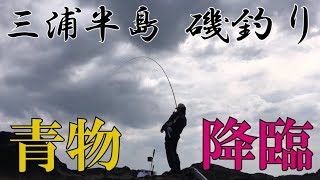 三浦半島 磯釣り カツオとメジナ祭り 前編 MANCING MANIA JAPAN