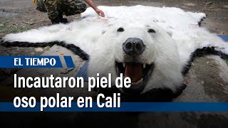 Autoridades incautaron piel de oso polar que era exhibida en Cali | El Tiempo