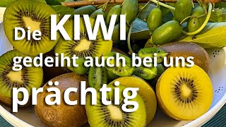 Die KIWI wächst auch bei uns PRÄCHTIG