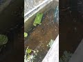 ikan molly, ikan platy dan ikan guppy dalam 1 kolam