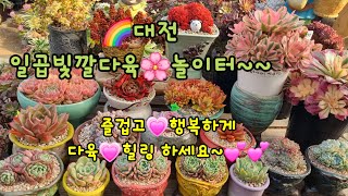 🌈즐거운🌸다육🌸힐링~~다육이와 소소한 행복