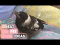 Baby Magpies | PETS | Great Home Ideas