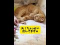 兄猫の爪切りを横目に寝ている茶トラ猫w shorts ねこ 猫＃可愛い cats 癒やされる 猫大家族 猫と一緒 子猫 面白い cat